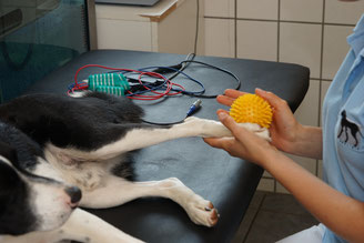 Hund beim Reflextraining Tierphysiotherapie