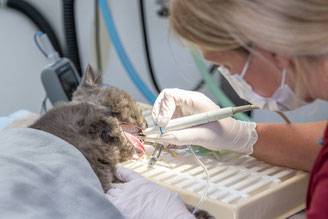 Katze bei Zahnsanierung