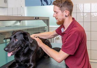 Massage und Krankengymnastik für Hunde