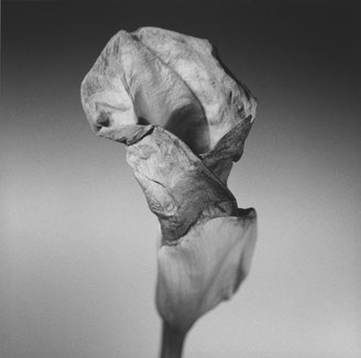 © Margret Hoppe