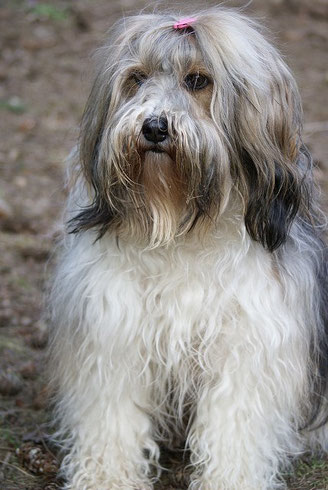 Tibet-Terrier Hündin Milka - 7 Jahre alt