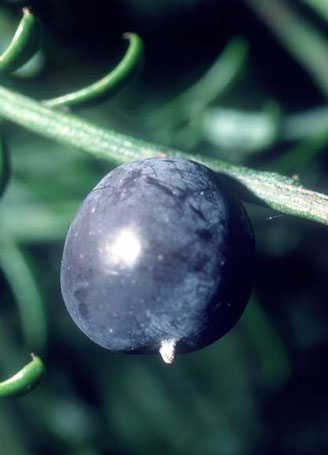 The plum-like seed of the matai (Courtesy of Te Ara)