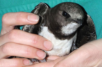 Alpensegler. Foto: Mauerseglerklinik