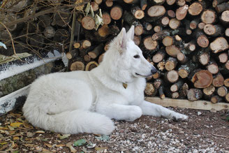 eagle ice of washoita ahow elevage berger blanc suisse chiot vente geisha