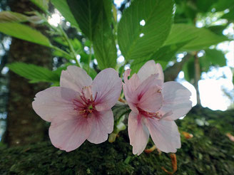 見返り桜