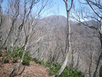 樹間より見える藤原岳、西尾根も雪?