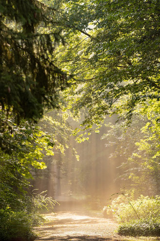 ein weg im wald, schamanische energiearbeit in der natur mit andrea