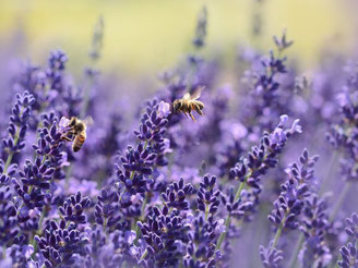 Neuigkeiten von den Bienen und der Imkerei