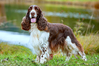 Xcooters Vater "Guinness"