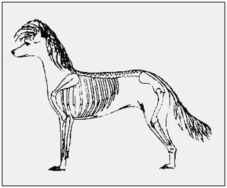 Цвет шерсти