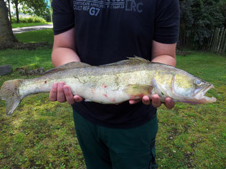 Zander