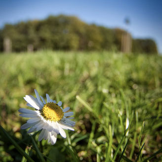 Eine Nahaufnahme eines Gänseblümchens im Gras