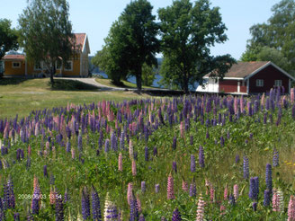Sommer in Dalsland / Nössemark