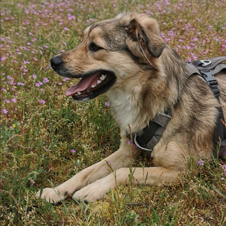 Hund