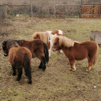 Minishettys