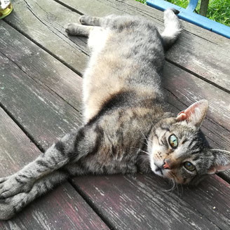 Katze