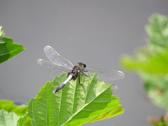 Zierliche Moosjungfer ( Leucorrhinia caudalis)                  Foto: Detlef Kolthoff