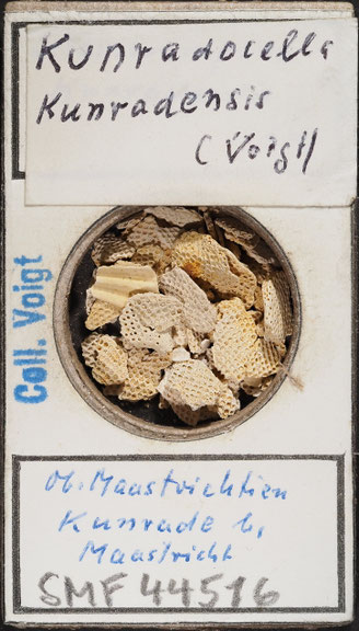 Senckenberg, Bryozoa, Bryozoen, Moostierchen, Sammlung Voigt