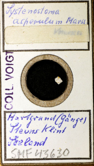 Senckenberg, Bryozoa, Bryozoen, Moostierchen, Sammlung Voigt