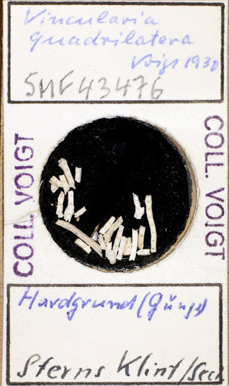 Senckenberg, Bryozoa, Bryozoen, Moostierchen, Sammlung Voigt