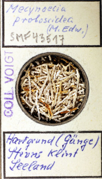 Senckenberg, Bryozoa, Bryozoen, Moostierchen, Sammlung Voigt