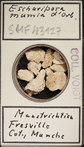 Senckenberg, Bryozoa, Bryozoen, Moostierchen, Sammlung Voigt