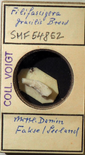 Bild 1 Bryozoa aus Sammlung Senckenberg Frankfurt