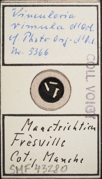 Senckenberg, Bryozoa, Bryozoen, Moostierchen, Sammlung Voigt