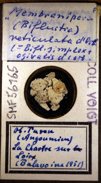 Senckenberg, Bryozoa, Bryozoen, Moostierchen, Sammlung Voigt