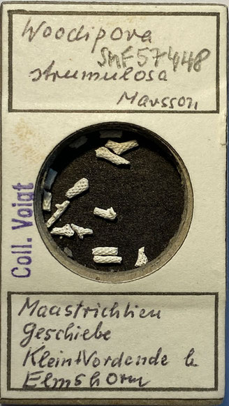 Senckenberg, Bryozoa, Bryozoen, Moostierchen, Sammlung Voigt