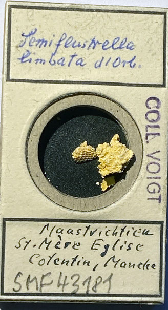 Senckenberg, Bryozoa, Bryozoen, Moostierchen, Sammlung Voigt