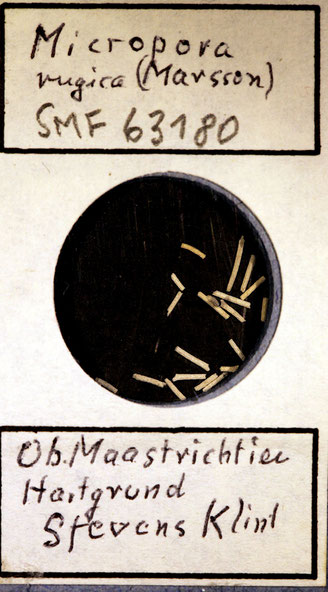 Senckenberg, Bryozoa, Bryozoen, Moostierchen, Sammlung Voigt