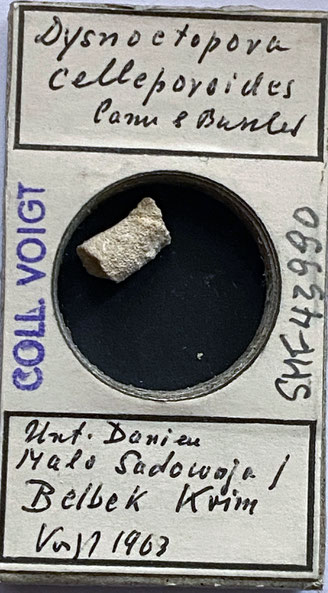 Senckenberg, Bryozoa, Bryozoen, Moostierchen, Sammlung Voigt