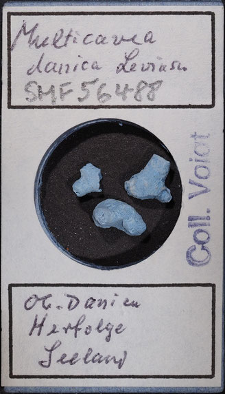 Senckenberg, Bryozoa, Bryozoen, Moostierchen, Sammlung Voigt