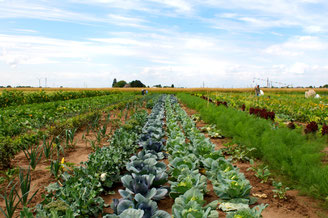 Mein eigener Garten - meine ernte - Gemuesegarten fuer Alle - bahce