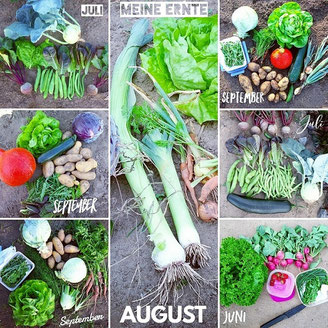 Mein eigener Garten - meine ernte - Gemuesegarten fuer Alle - bahce