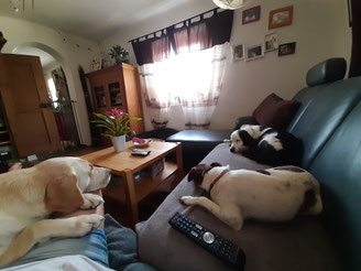 Familiäre Hundebetreuung
