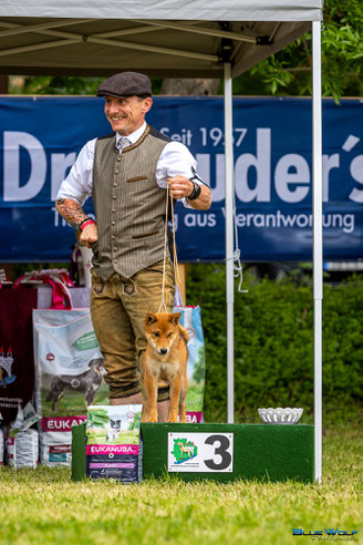 wunderschöne Shiba Hündin 