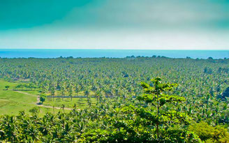 Coconut plantations inside Gili Trawangan