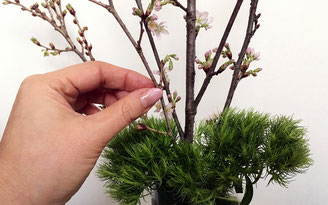 美意識を高める食器とお花の世界 第6回 おうちでお花見、桜を飾ってみよう! ⑧