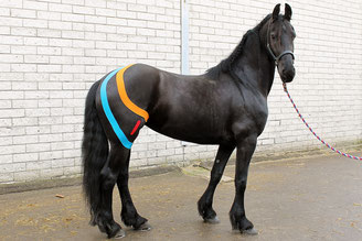 kinesiology taping paard, patella fixatie paard, knie op slot paard
