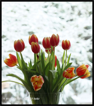 Tulpenstrauss Schnee