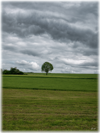 Der Baum & die Welt der Wolken