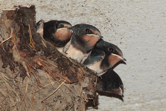 Rauchschwalbenküken im Nest