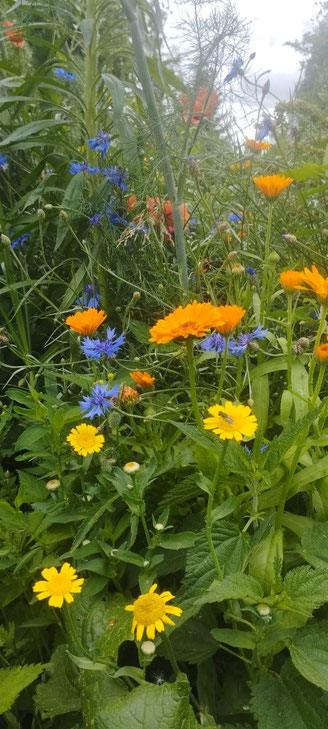 Wildblumen aus unserem Seelengarten