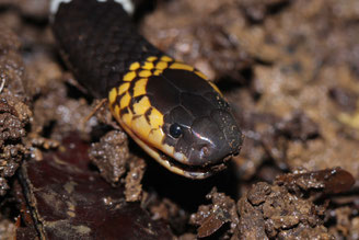 Micrurus hemprichii, serpent-corail splendide - (cliquer pour agrandir)