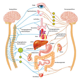 Gewichtsverlust durch autonome Neuropathie Gewichtsverlust durch autonome Neuropathie