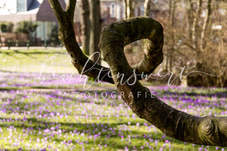 beachtenswert fotografie, Fotokunst, Nordfriesland,  Baum, Schlosspark, Husum