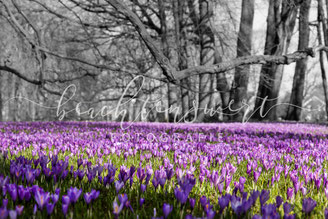 beachtenswert fotografie, Fotokunst, Nordfriesland,  Krokusblüte, Schlosspark, Husum