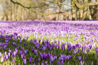 beachtenswert fotografie, Fotokunst, Krokusblüte, Krokus, Husum, Schlosspark, Krokusblüten